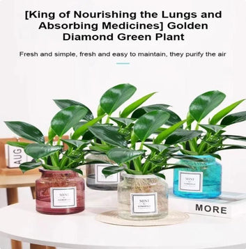 Lung Nourishing Plant