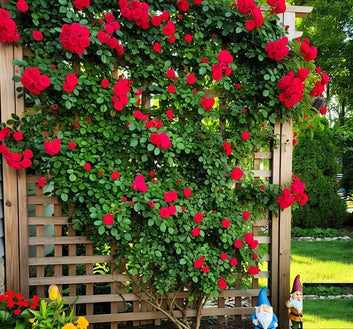 Climbing Rose Seeds (60+ Multicolour seeds
